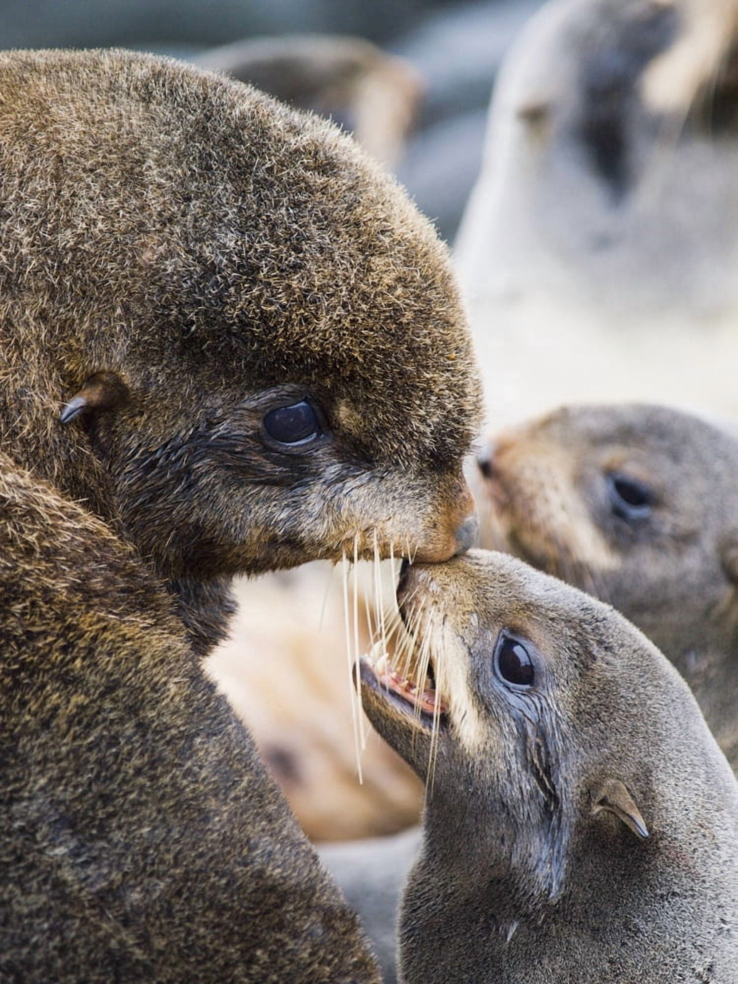 Posterazzi Northern Fur Seals With Their Pups In The Breeding Rookery Summer St Paul Island Southwest Alaska Canvas Art - John Gibbens Design Pics (24 x 34)