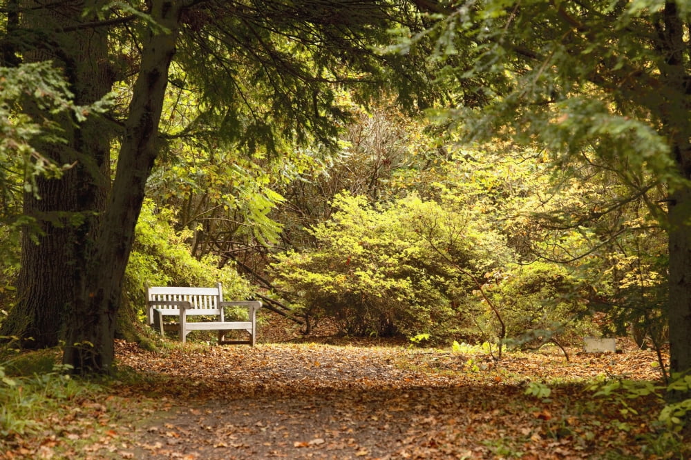 Posterazzi Northumberland England Park Bench Along A Path In Autumn Canvas Art - John Short Design Pics (38 x 24)