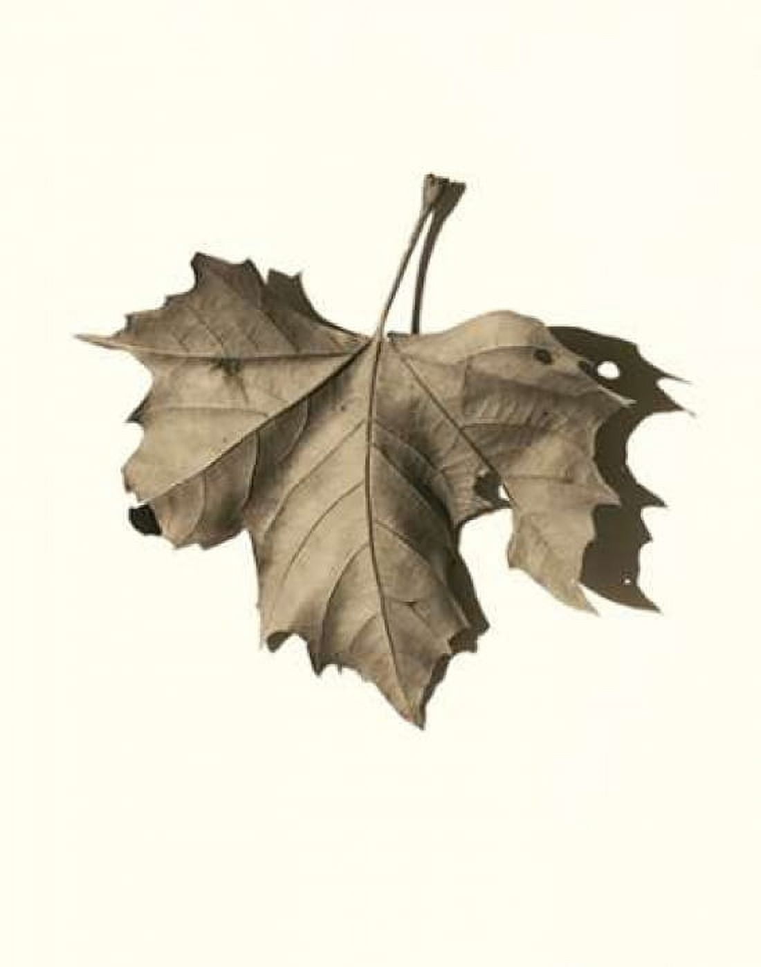 Posterazzi Norway Maple Canvas Art - Alan Blaustein (22 x 28)
