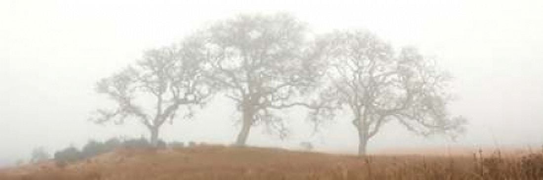 Posterazzi Oak Tree - 15 Canvas Art - Alan Blaustein (12 x 36)