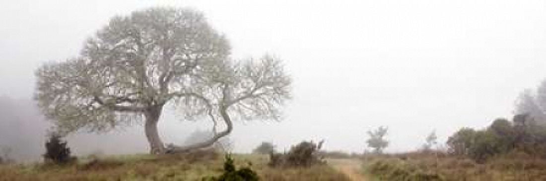 Posterazzi Oak Tree - 24 Canvas Art - Alan Blaustein (12 x 36)