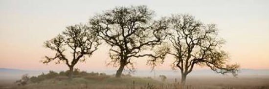Posterazzi Oak Tree - 30 Canvas Art - Alan Blaustein (12 x 36)