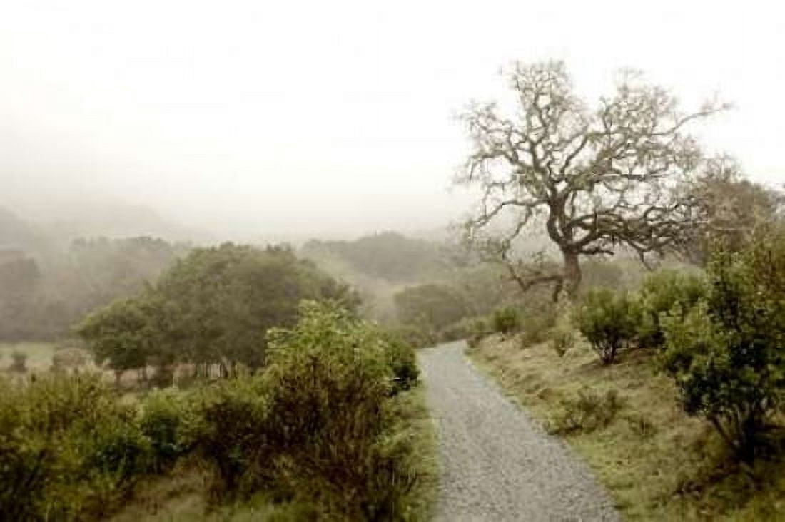 Posterazzi Oak Tree - 44 Canvas Art - Alan Blaustein (24 x 36)