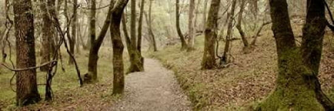 Posterazzi Oak Tree - 46 Canvas Art - Alan Blaustein (12 x 36)