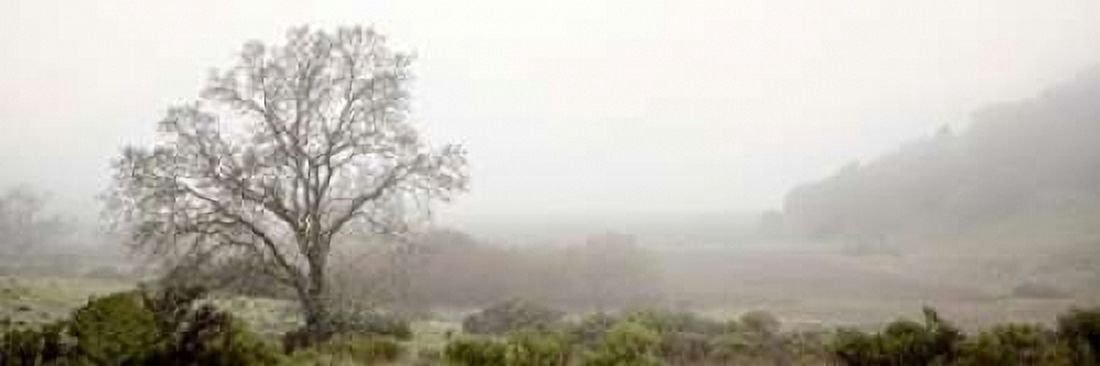Posterazzi Oak Tree - 55 Canvas Art - Alan Blaustein (12 x 36)