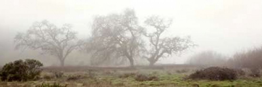 Posterazzi Oak Tree - 58 Canvas Art - Alan Blaustein (12 x 36)