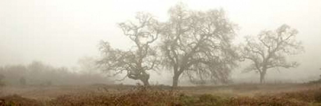 Posterazzi Oak Tree - 59 Canvas Art - Alan Blaustein (12 x 36)