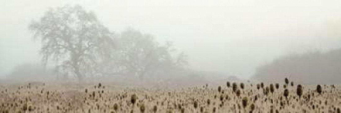 Posterazzi Oak Tree - 60 Canvas Art - Alan Blaustein (12 x 36)