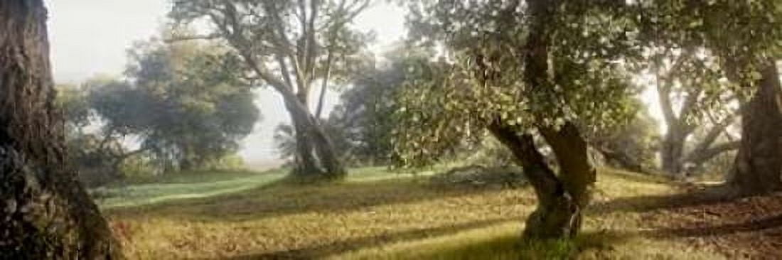 Posterazzi Oak Tree - 71 Canvas Art - Alan Blaustein (12 x 36)
