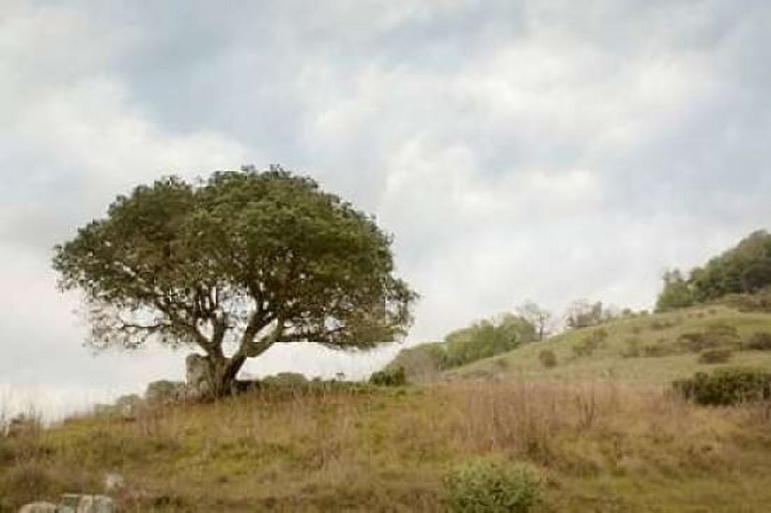 Posterazzi Oak Tree - 75 Canvas Art - Alan Blaustein (24 x 36)