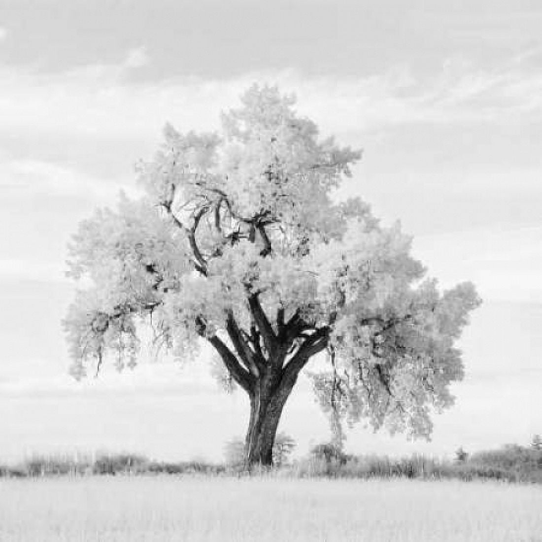 Posterazzi Oak Tree Canvas Art - Jean Miele (24 x 24)