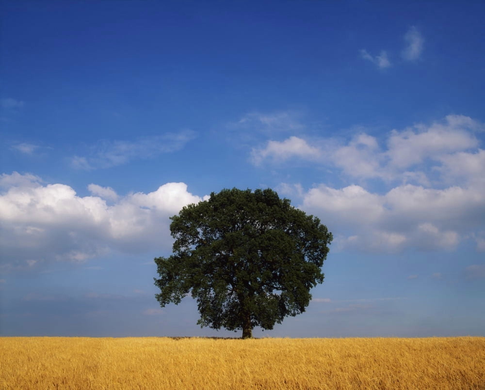 Posterazzi Oak Tree In A Barley Field Ireland Canvas Art - The Irish Image Collection Design Pics (34 x 26)