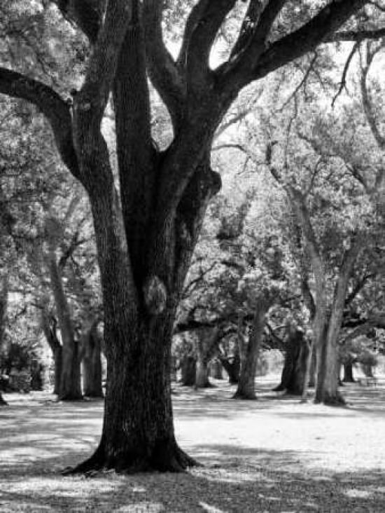 Posterazzi Oak Tree Study Canvas Art - JeffBoyce MaiharaWatt (18 x 24)