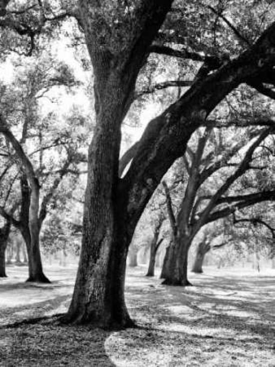Posterazzi Oak Tree Study Canvas Art - JeffBoyce MaiharaWatt (18 x 24)