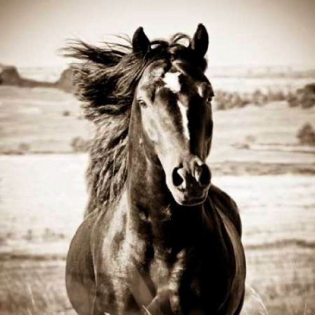 Posterazzi On the Run Canvas Art - Carol Walker (24 x 24)