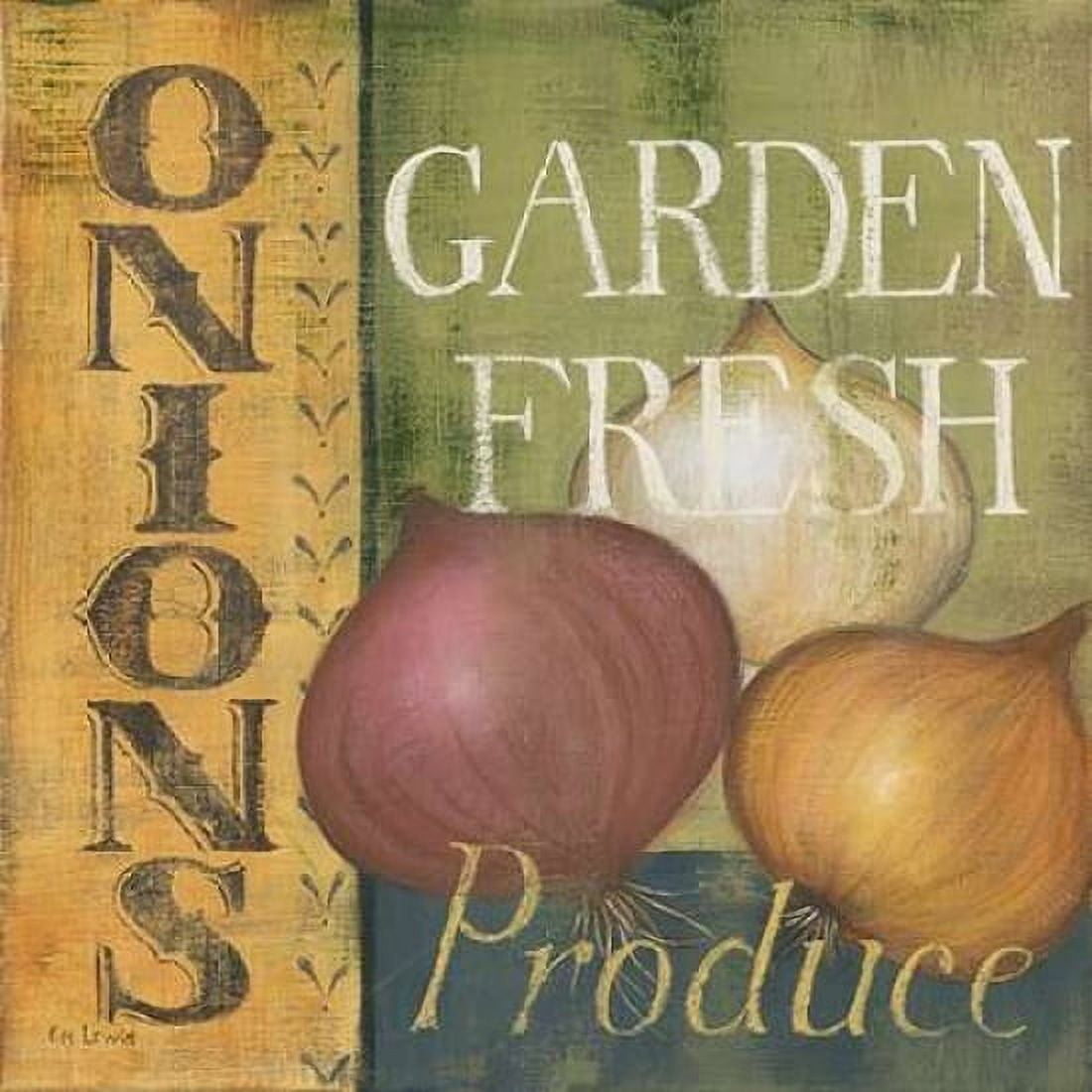 Posterazzi Onions Canvas Art - Kim Lewis (24 x 24)