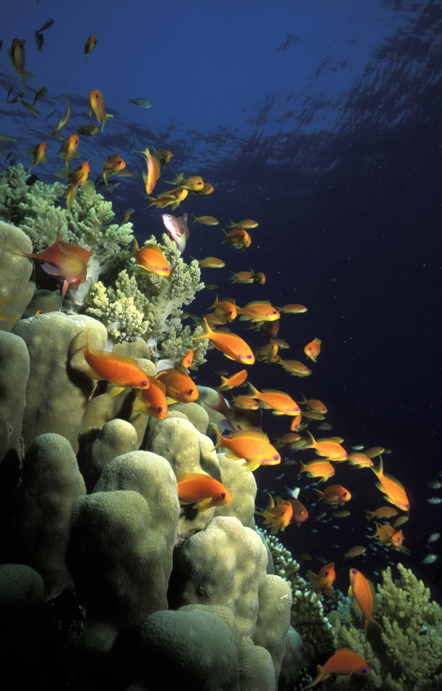Posterazzi Orange Lyretail Anthies Swarming Over Reef Red Sea Egypt Scuba Diving  Underwater Canvas Art - Alex Misiewicz  Design Pics (24 x 36)