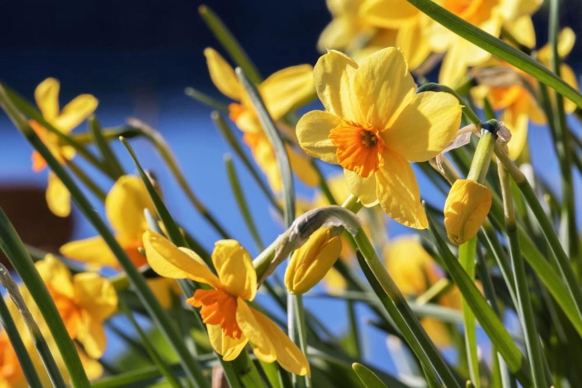 Posterazzi Orange and yellow daffodils in bloom in Kodiak Alaska seaside garden Canvas Art - Marion Owen Design Pics (38 x 24)