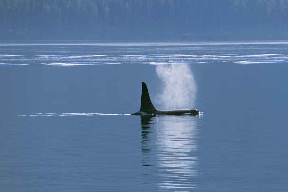 Posterazzi Orca (Orcinus orca) near Telegraph Cove Vancouver Island British Columbia Canada Canvas Art - Carl Bruemmer Design Pics (38 x 24)