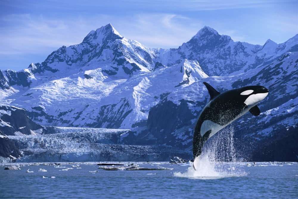 Posterazzi Orca Whale Breaching Glacier Bay Composite Se Canvas Art - John Hyde Design Pics (34 x 22)