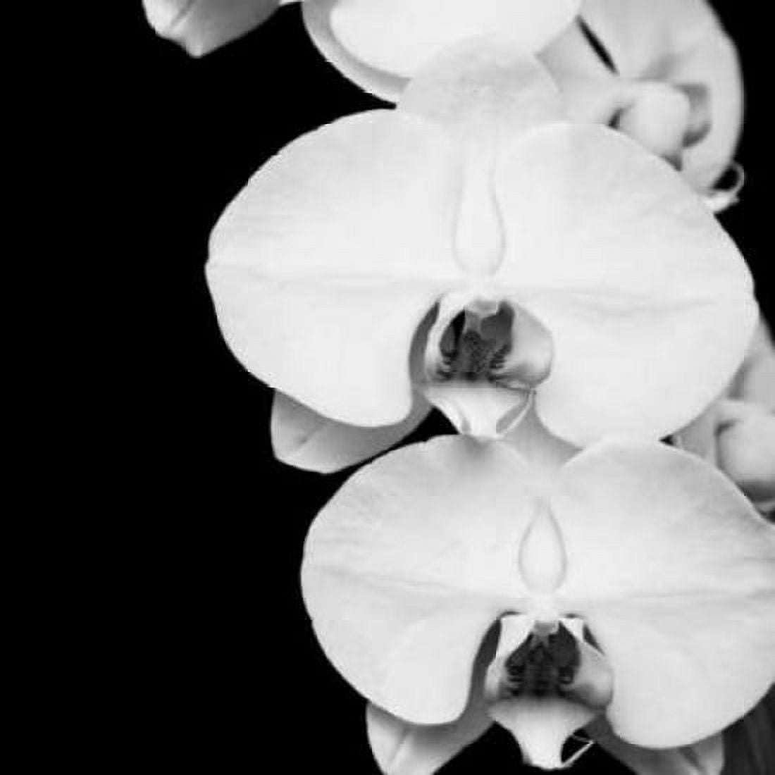 Posterazzi Orchid Portrait II Canvas Art - Jeff Maihara (24 x 24)