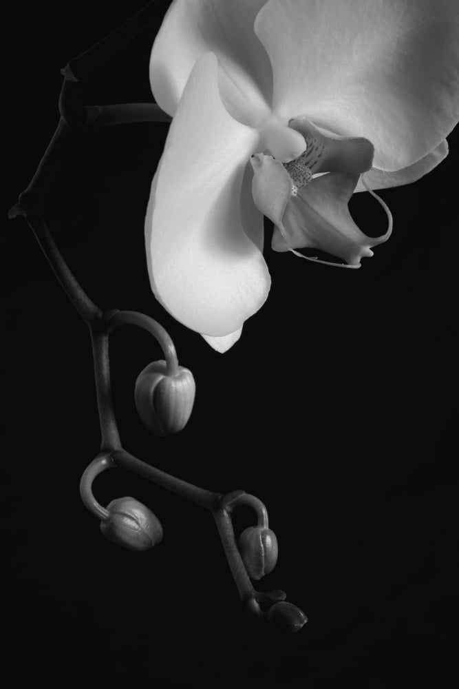 Posterazzi Orchid Waterloo Quebec Canada Canvas Art - David Chapman Design Pics (24 x 38)