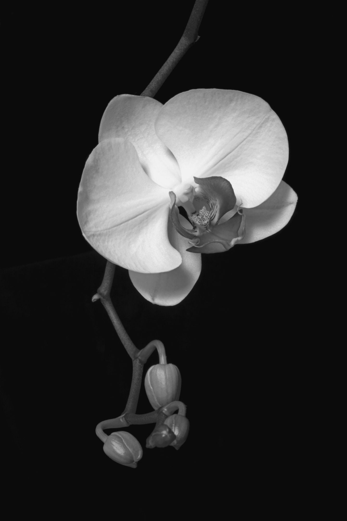 Posterazzi Orchid Waterloo Quebec Canada Canvas Art - David Chapman Design Pics (24 x 38)