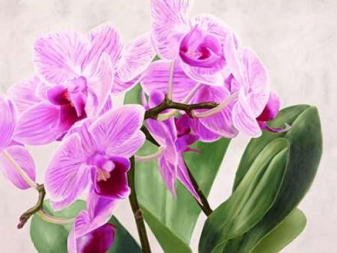 Posterazzi Orchidee selvagge Canvas Art - Sergio Jannace (22 x 28)