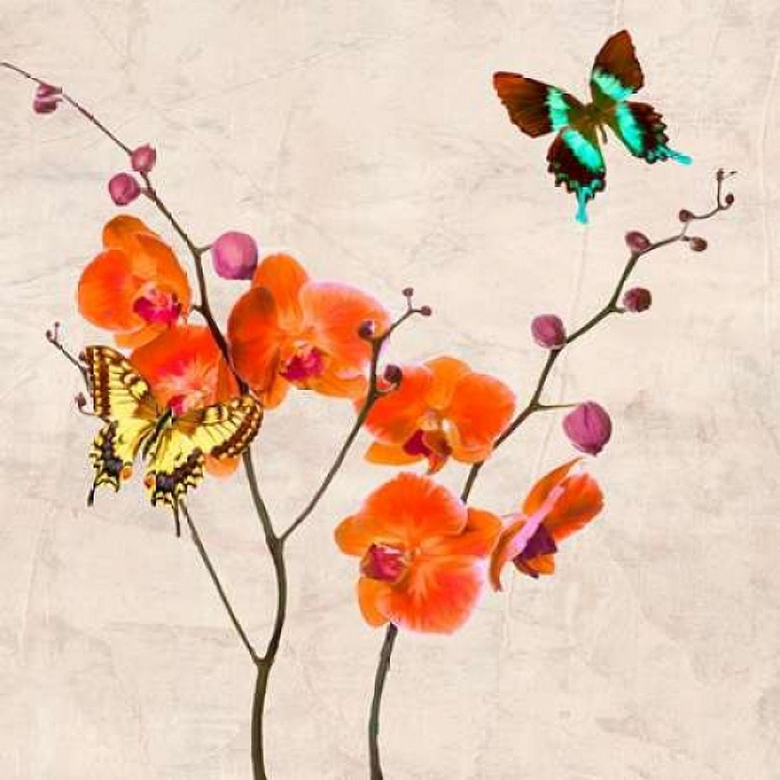 Posterazzi Orchids and Butterflies I Canvas Art - Teo Rizzardi (24 x 24)