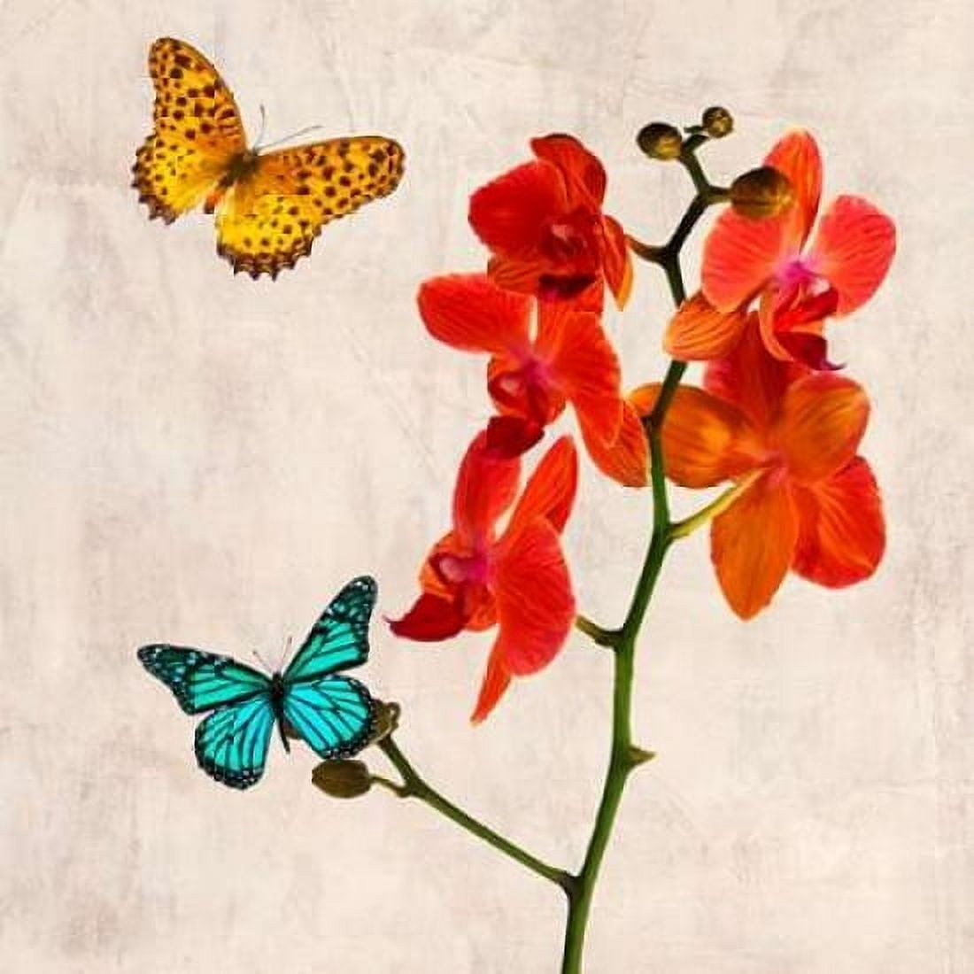 Posterazzi Orchids and Butterflies II Canvas Art - Teo Rizzardi (24 x 24)