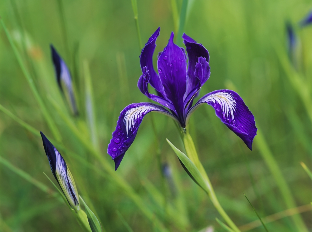 Posterazzi Oregon Iris (Iris tenax) blooms in the forest Florence Oregon United States of America Canvas Art - Robert L Potts  Design Pics (36 x 26)