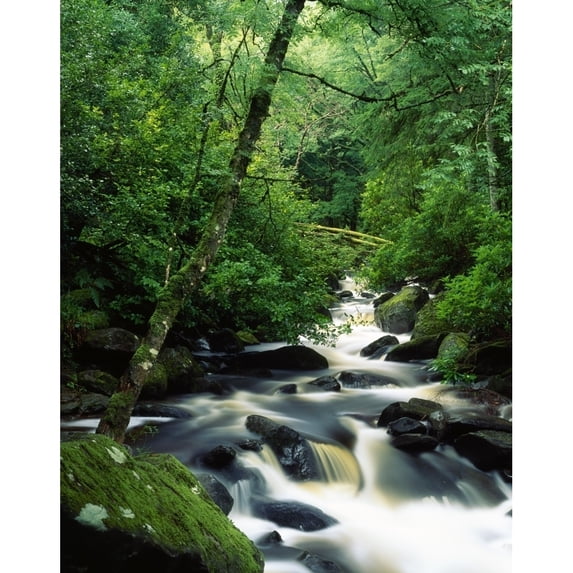 Posterazzi Owengarriff River Killarney National Park County Kerry Ireland - River Scenic Poster Print by Richard Cummins - 26 x 34 - Large