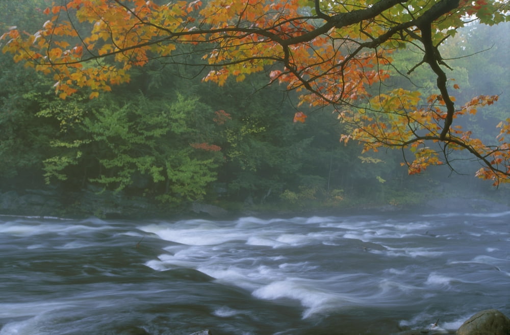 Posterazzi Oxtongue River Provincial Park Dwight Ontario Canvas Art - Doug Hamilton  Design Pics (34 x 22)