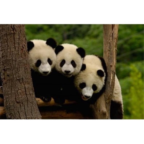 Posterazzi PDDAS07POX0378 Three Giant Panda Bears Poster Print by Pete Oxford Danitadelimont - 38 x 26 in.