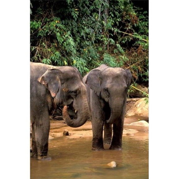 Posterazzi PDDAS36GJE0001 Asian Elephants in Khao Yi National Park Thailand Poster Print by Gavriel Jecan - 18 x 27 in.