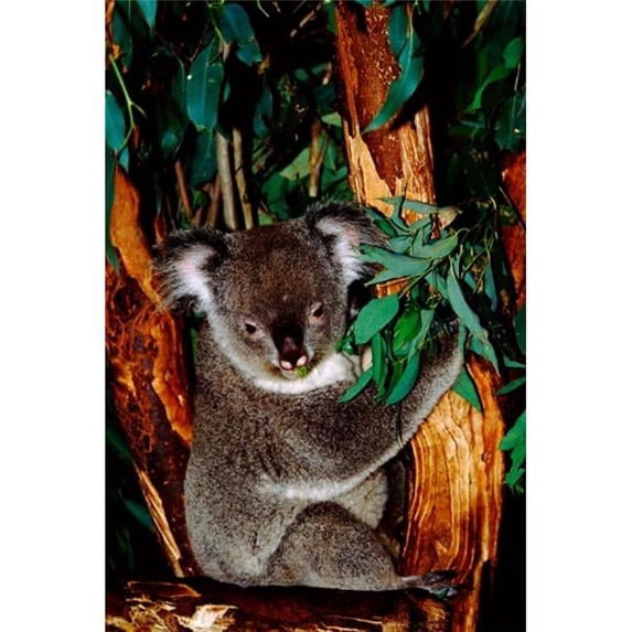 Posterazzi PDDAU01CMI0014 Koala on Eucalyptus Featherdale Wildlife Park Sydney Australia Poster Print by Cindy Miller Hopkins