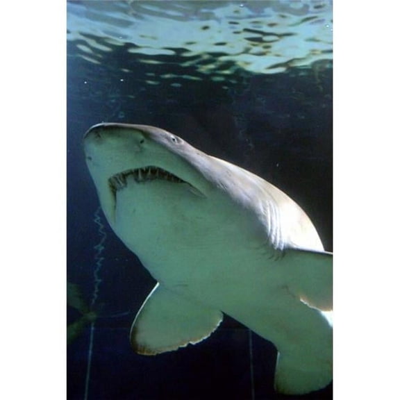 Posterazzi PDDAU01DWA0098 Shark at Manly Aquarium Sydney Australia Poster Print by David Wall - 17 x 26 in.