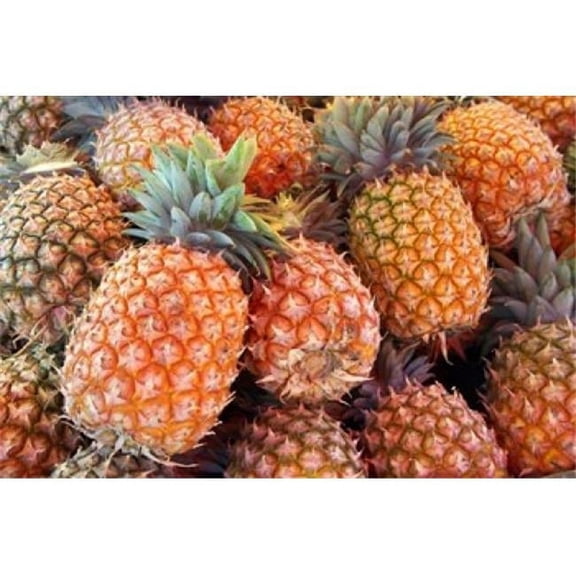 Posterazzi PDDAU01DWA0632 Pineapples Sunshine Coast Queensland Australia Poster Print by David Wall - 26 x 17 in.
