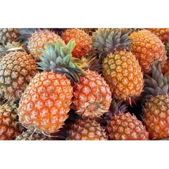 Posterazzi PDDAU01DWA0632 Pineapples Sunshine Coast Queensland Australia Poster Print by David Wall - 26 x 17 in.