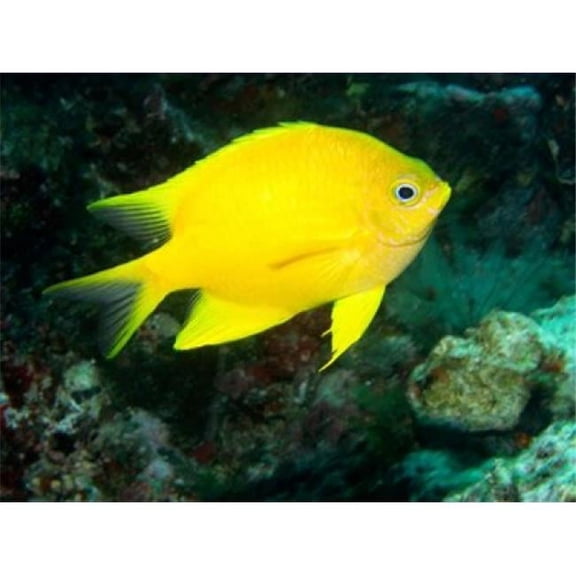 Posterazzi PDDAU01DWA3047 Golden Damsel Fish Great Barrier Reef Australia Poster Print by David Wall - 26 x 20 in.