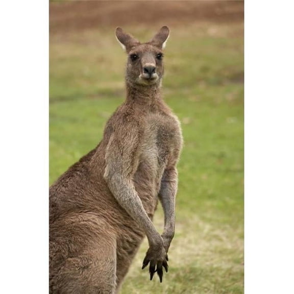 Posterazzi PDDAU01DWA3699 Kangaroo Trial Bay New South Wales Australia Poster Print by David Wall - 17 x 26 in.