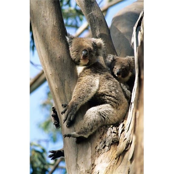Posterazzi PDDAU01HGA0007 Mother & Baby Koala on Blue Gum Kangaroo Island Australia Poster Print by Howie Garber - 18 x 27 in.