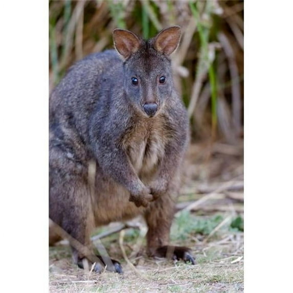 Posterazzi PDDAU01MZW0367 Tasmanian Pademelon Wildlife Tasmania Australia Poster Print by Martin Zwick - 12 x 18 in.