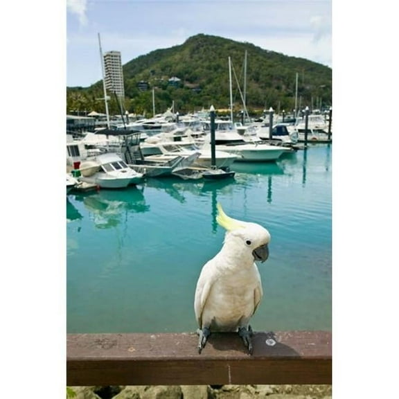 Posterazzi PDDAU01WBI0568 Australia Sulphur Crested Cockatoo Tropical Bird Poster Print by Walter Bibikow - 18 x 26 in.