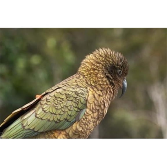 Posterazzi PDDAU02DWA0230 Kea New Zealand Alpine Parrot South Island New Zealand Poster Print by David Wall - 26 x 17 in.