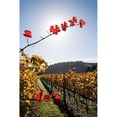 thumbnail image 1 of Posterazzi PDDAU02DWA2722 Te Kairanga Vineyard Martinborough Wairarapa North Island New Zealand Print by David Wall, 1 of 1