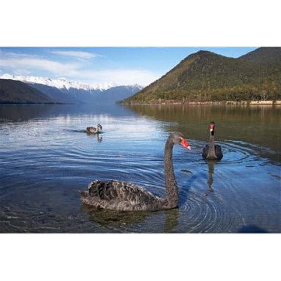 Posterazzi PDDAU02DWA5889 New Zealand South Island Nelson Lakes Black Swan Birds Poster Print by David Wall - 34 x 23 in.