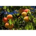 thumbnail image 1 of Posterazzi PDDAU02DWA6605 Agriculture Apricot Orchard South Island New Zealand Poster Print by David Wall - 38 x 25 in., 1 of 1