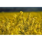Posterazzi PDDAU02DWA7258 Rapeseed Agriculture South Canterbury New Zealand Poster Print by David Wall - 26 x 18 in.
