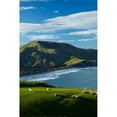 thumbnail image 1 of Posterazzi PDDAU02DWA7511 Sheep Grazing Near Allans Beach Dunedin Otago New Zealand Poster Print by David Wall - 19 x 29 in., 1 of 1